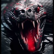 ꧁༺COBRA༻꧂